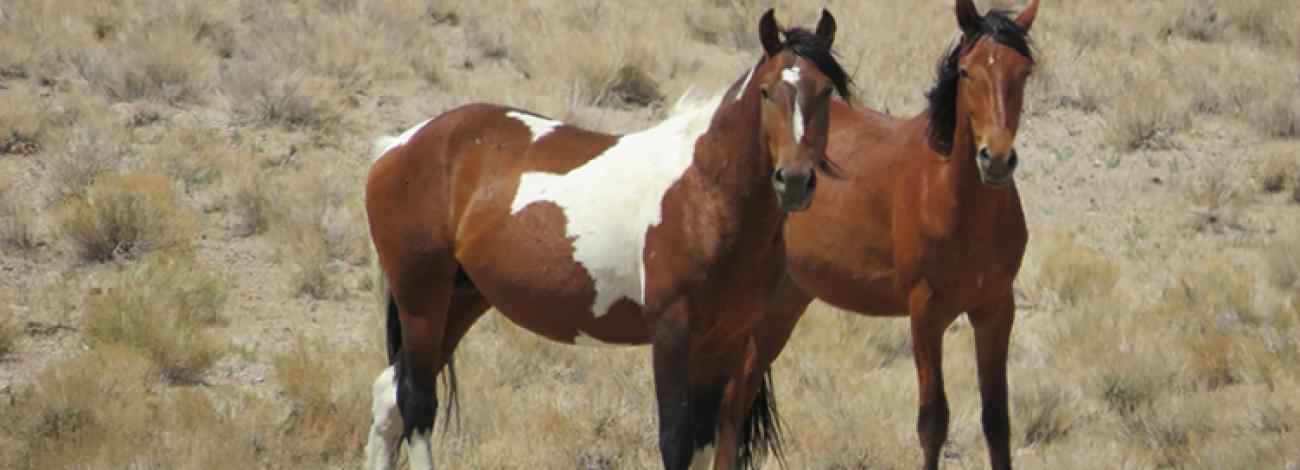 2022 Nevada Wild Horse Range Wild Horse and Burro Gather | Bureau